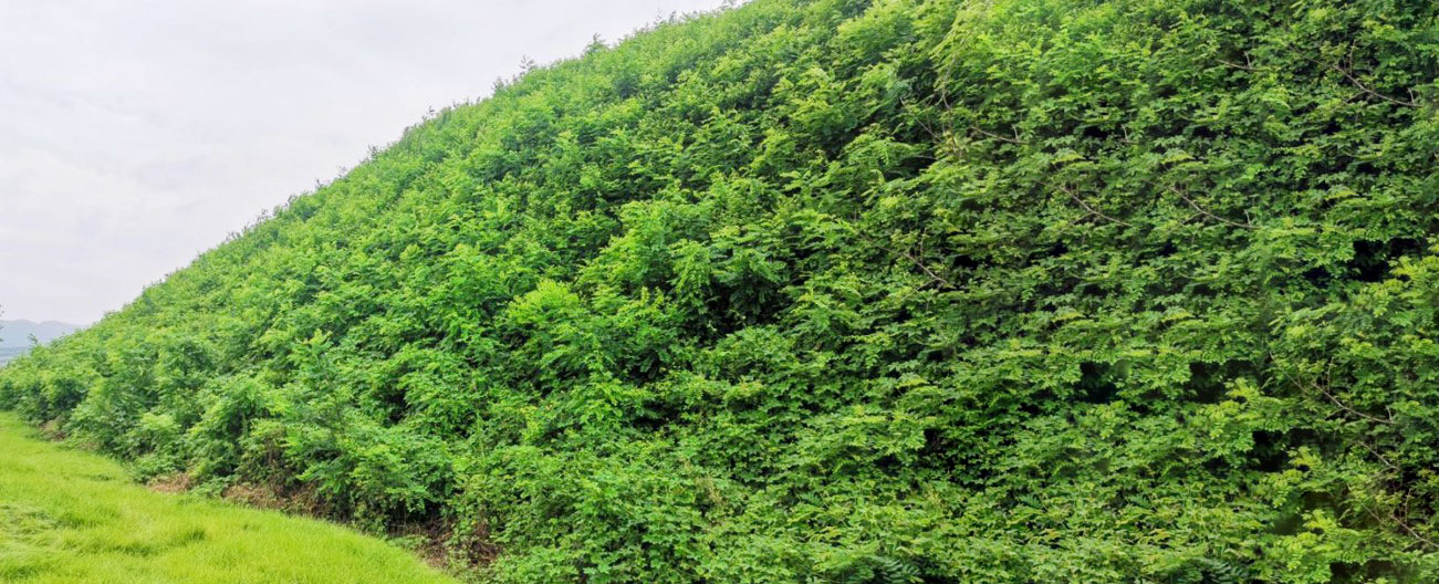 黄岛藏马山道路边坡修复工程